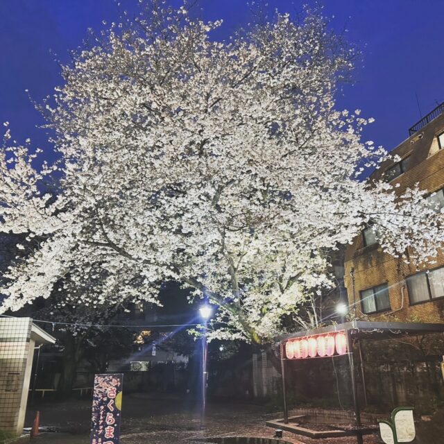 ┈┈🌸 西荻さくらまつり 2025 🌸┈┈
3/27〜4/6に開催していた「西荻さくらまつり」、今年もたくさんの方に楽しんでいただけました🌸

春の空気の中、ゆるっとおさんぽしながら桜や限定メニューを楽しむ方の姿がたくさん🌿

この時期ならではの西荻の魅力を、たっぷり感じられる10日間でした。

ご来場いただいたみなさま、ありがとうございました！

また次回のイベントも、お楽しみに🌿

#西荻さくらまつり #西荻一番街 #西荻さんぽ
#春の西荻 #にしおぎ時間 #商店街イベント
#さくらといっしょ #桜ある暮らし #西荻カフェ
#桜スイーツ #春のおでかけ